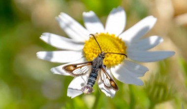 EXPOSITION – ADMIRABLES INSECTES