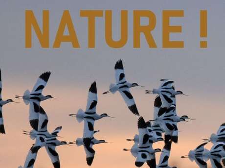 Sortie « Objectif Nature » – Marais de Loix