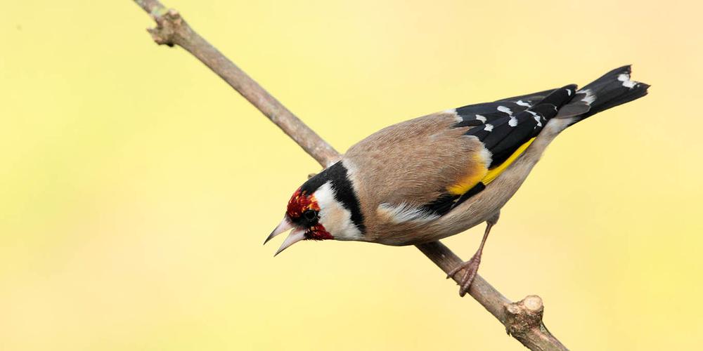 Animation – Oiseaux, faune et flore du bord de mer à Chef de Baie