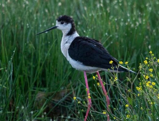 Animation – Oiseaux, plantes et libellules du marais de Tasdon jusqu&rsquo;au coucher du soleil