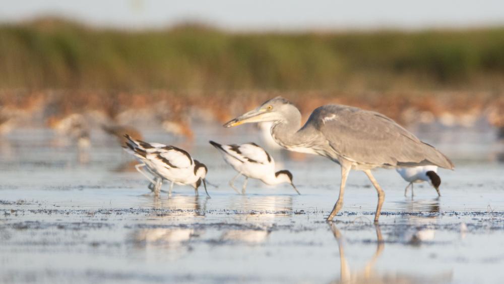 « Les oiseaux de la baie d&rsquo;Yves »