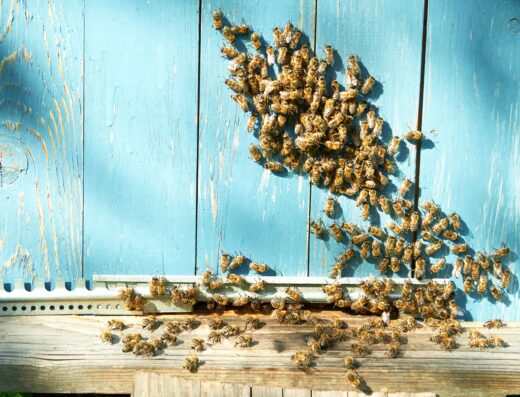 Atelier le théâtre des abeilles par l&rsquo;Abeille de Ré
