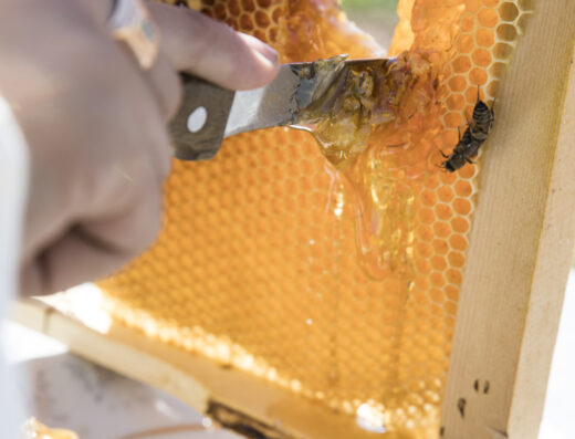 Atelier pâtisserie par l&rsquo;Abeille de Ré