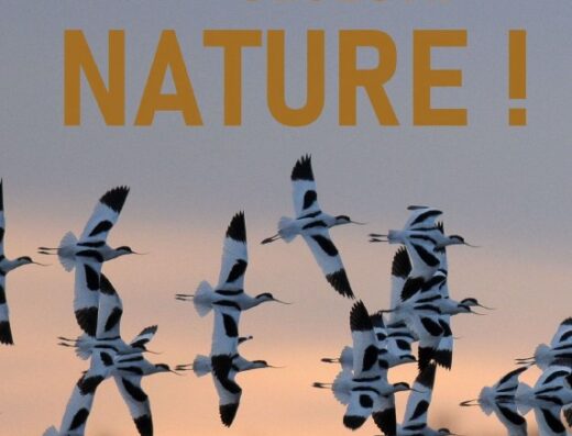 Sortie « Soir de Nature » – Marais de Loix