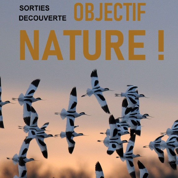 Sortie « Soir de Nature » – Marais de Loix