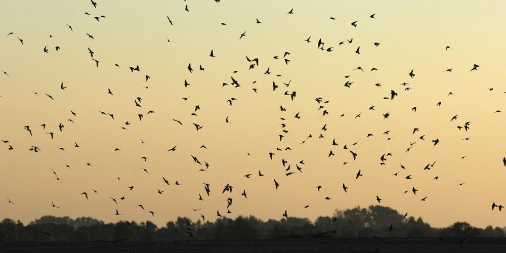 Ainmation – La migration des oiseaux à la baie de l’Aiguillon – EuroBirdwatch