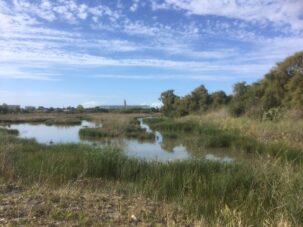 Animation – Balade découverte dans le Marais de Tasdon