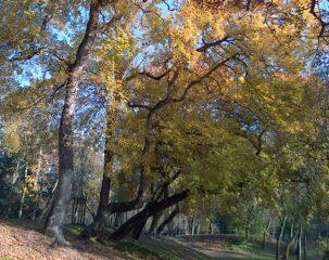 Animation – Coloris d&rsquo;Automne dans la parc Charruyer