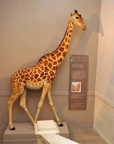 Conférence – Prenons de la hauteur. L’histoire évolutive de la girafe