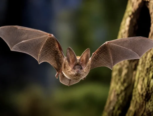 Atelier – Découverte des chauves-souris