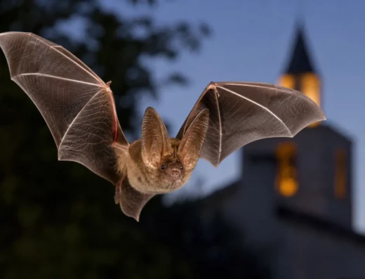 Atelier – Découverte des chauves-souris