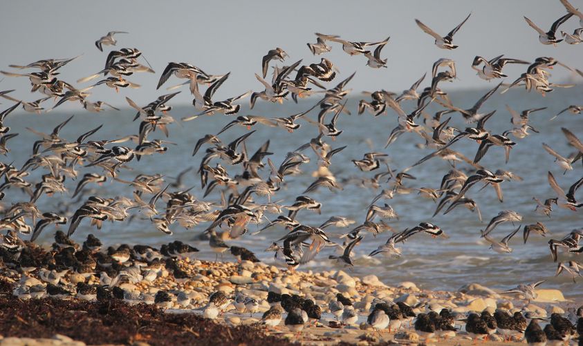 Point d’observation des oiseaux – Ars-en-Ré