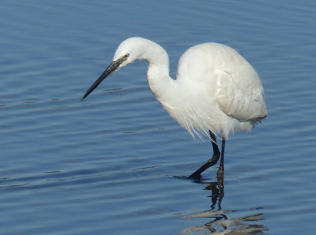 A la table des oiseaux d’eau.