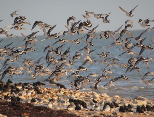 Point d&rsquo;observation des oiseaux – Rivedoux-Plage