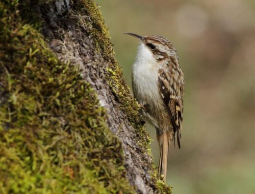 Animation – Balade nature dans le parc Charruyer