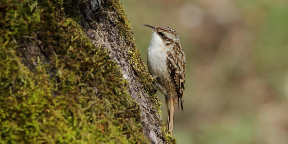 Animation – Balade nature dans le parc Charruyer