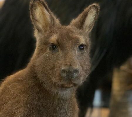 Atelier – Philo&rsquo;Animaux -Les animaux et nous ?