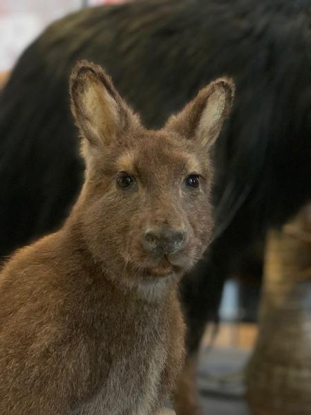 Atelier – Philo’Animaux -Les animaux et nous ?
