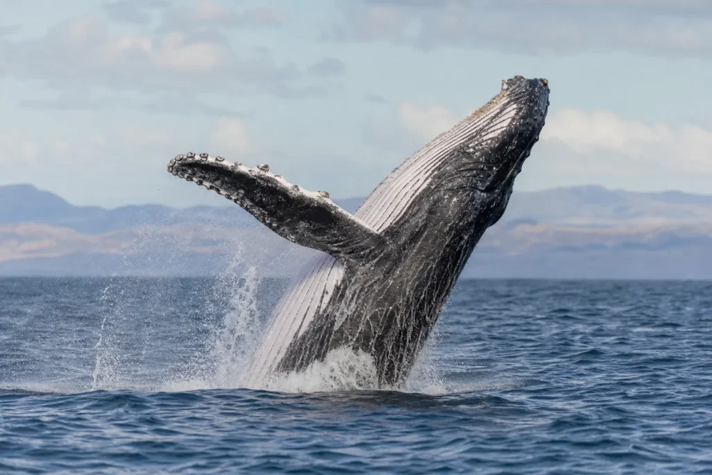 Conférence « Chasses à la baleine : la conservation menacée par ses succès »
